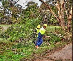 Top 10 Best Tree Services Near Cape Coral, Florida .